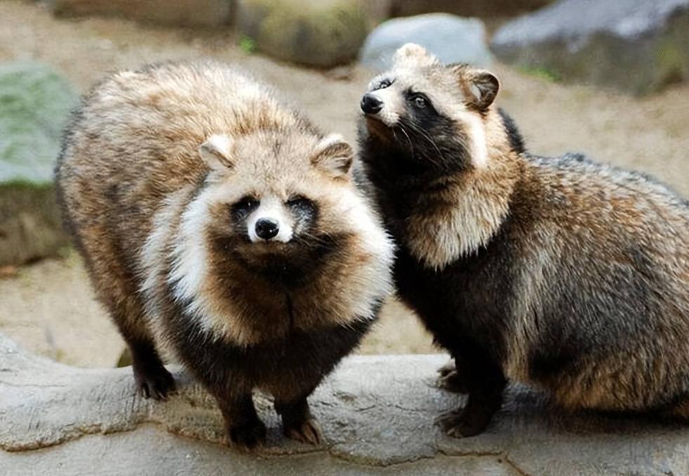 浣熊和貉子,浣熊和貉