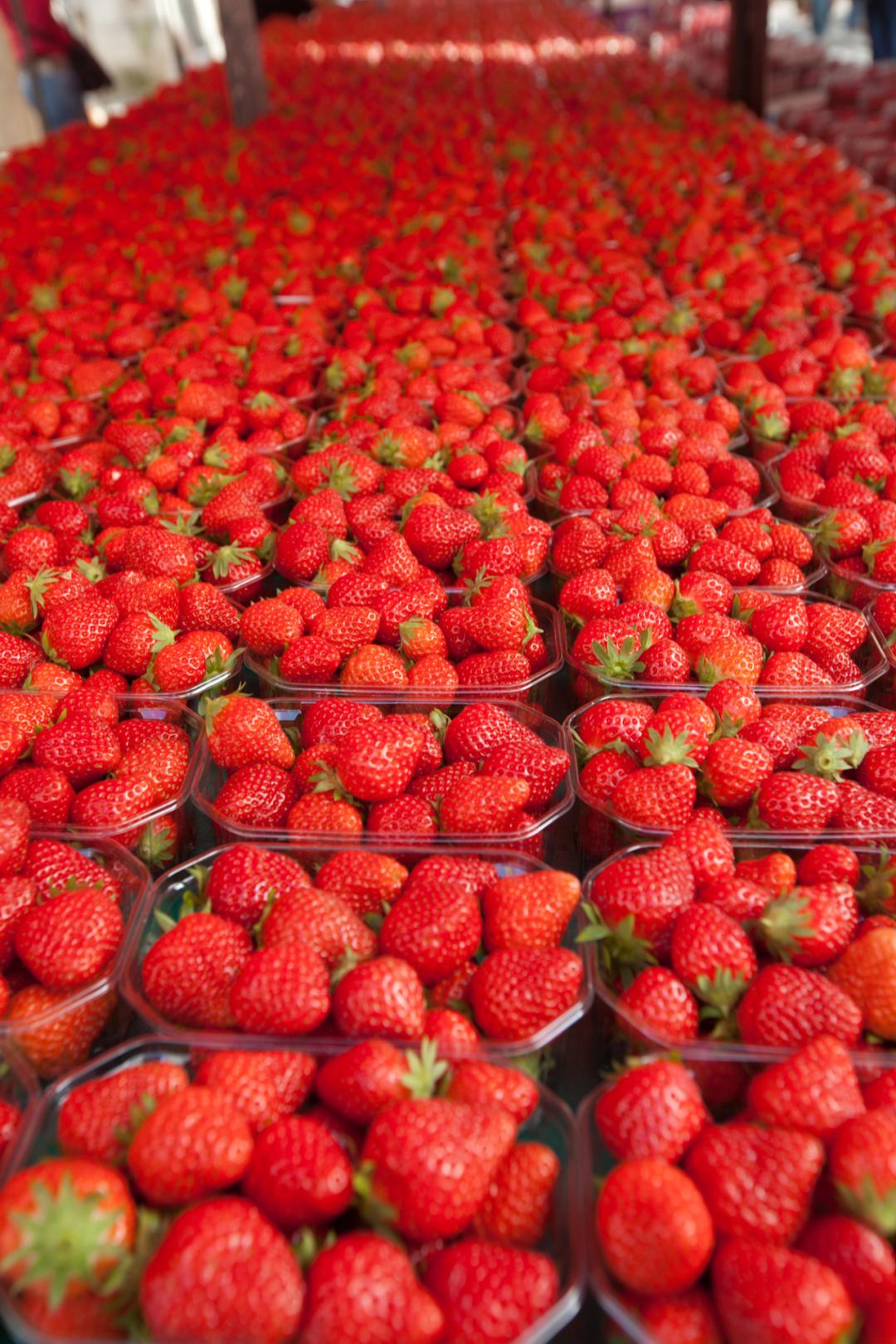 东港草莓,东港草莓市场份额