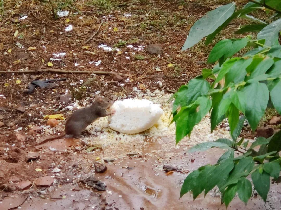 集中营六记,集中营逃亡7年