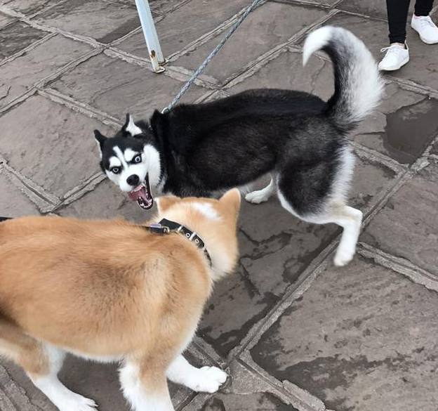 狗狗品种大全新手适合养什么狗呢,狗狗品种大全新手适合养什么狗