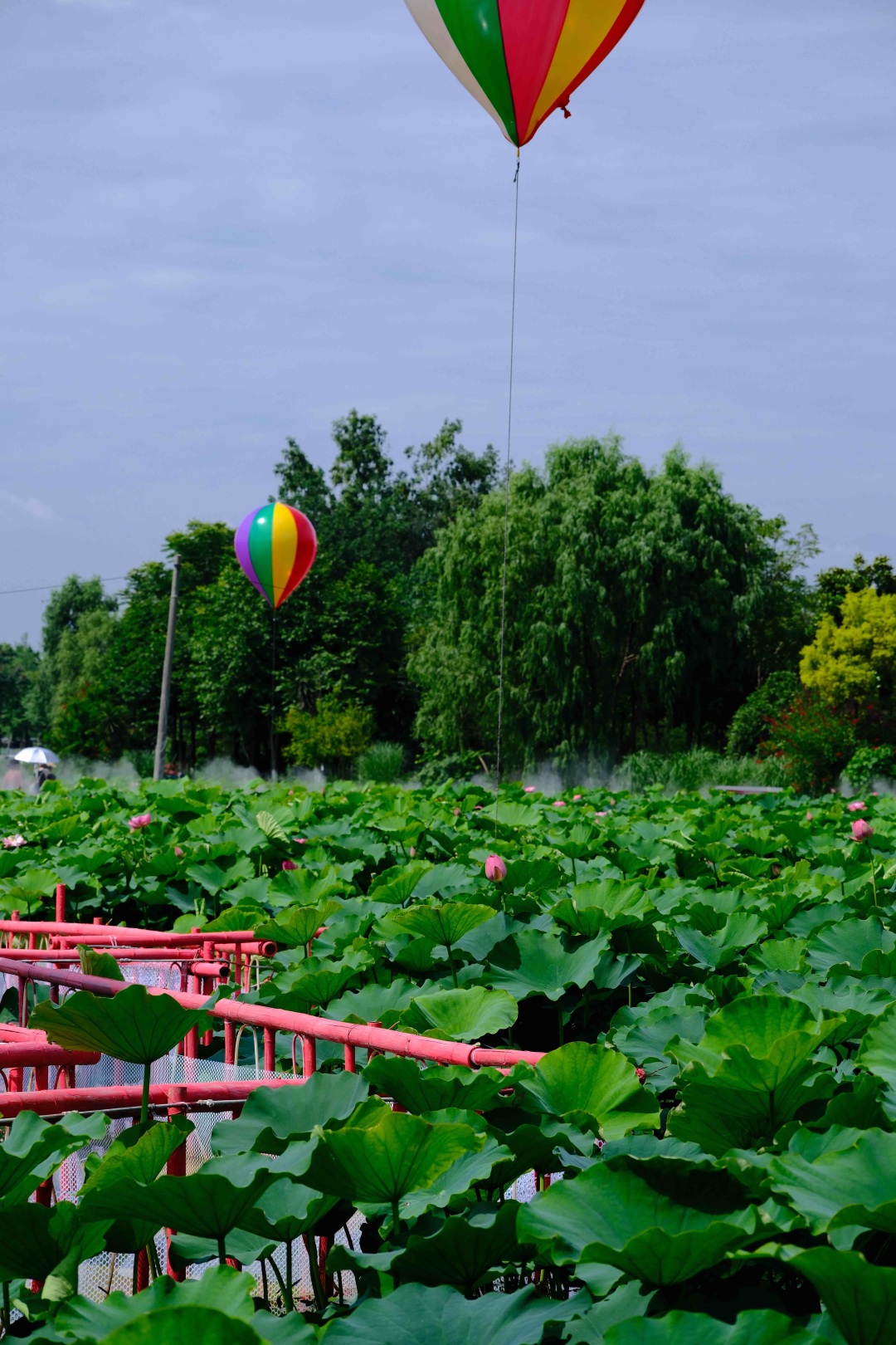成都荷花最佳观赏地,成都看荷花的景点推荐