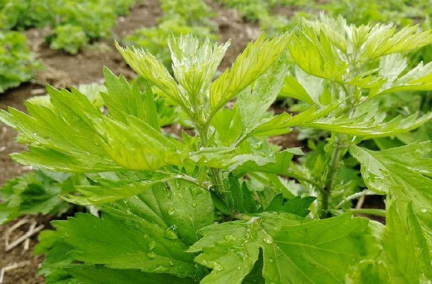 艾叶的功效作用百科,艾叶神奇功效