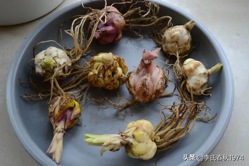 百合可以种在封闭阳台吗,阳台百合