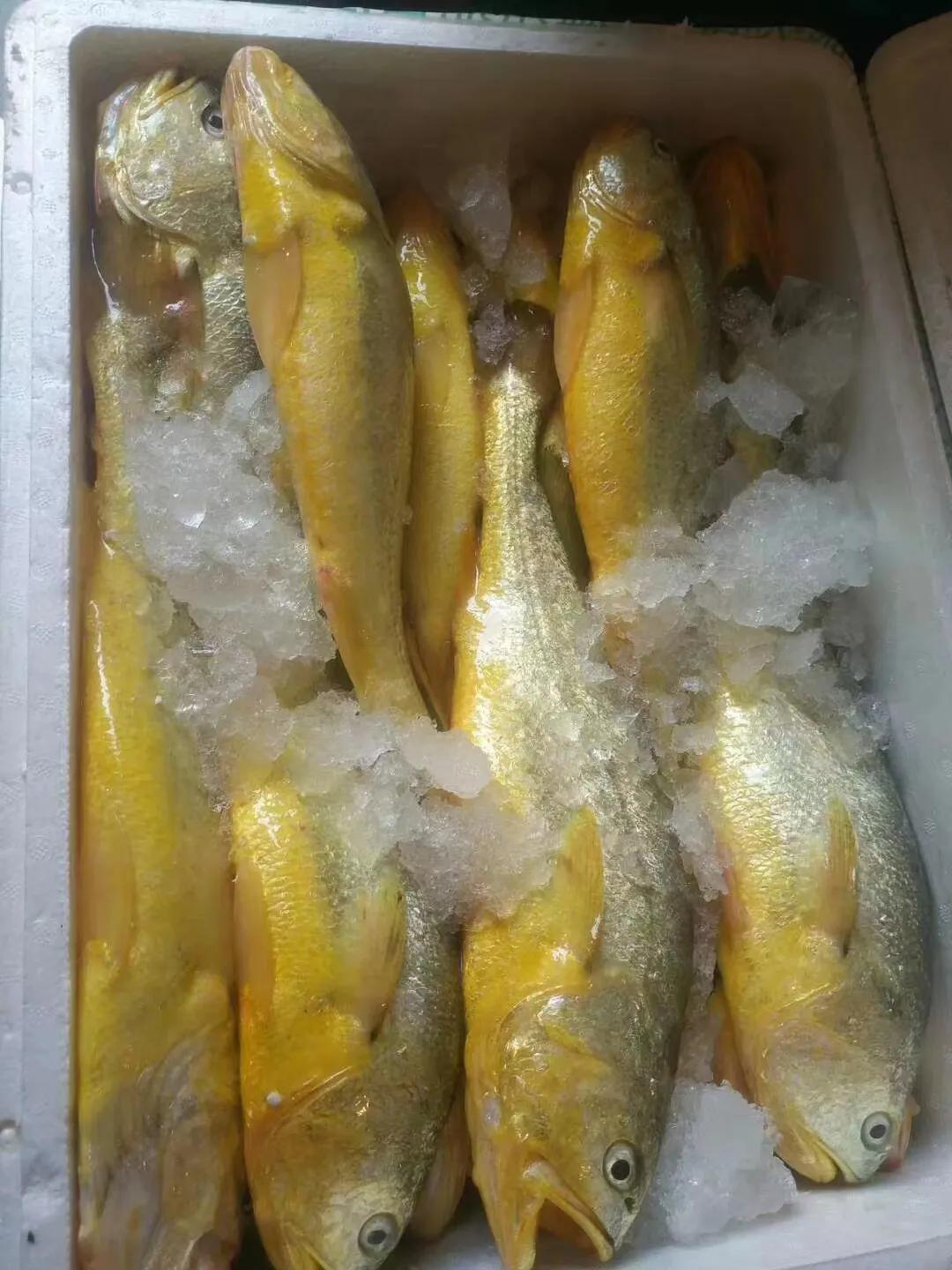 深海大黄鱼和淡海大黄鱼,霞浦大黄鱼和舟山大黄鱼