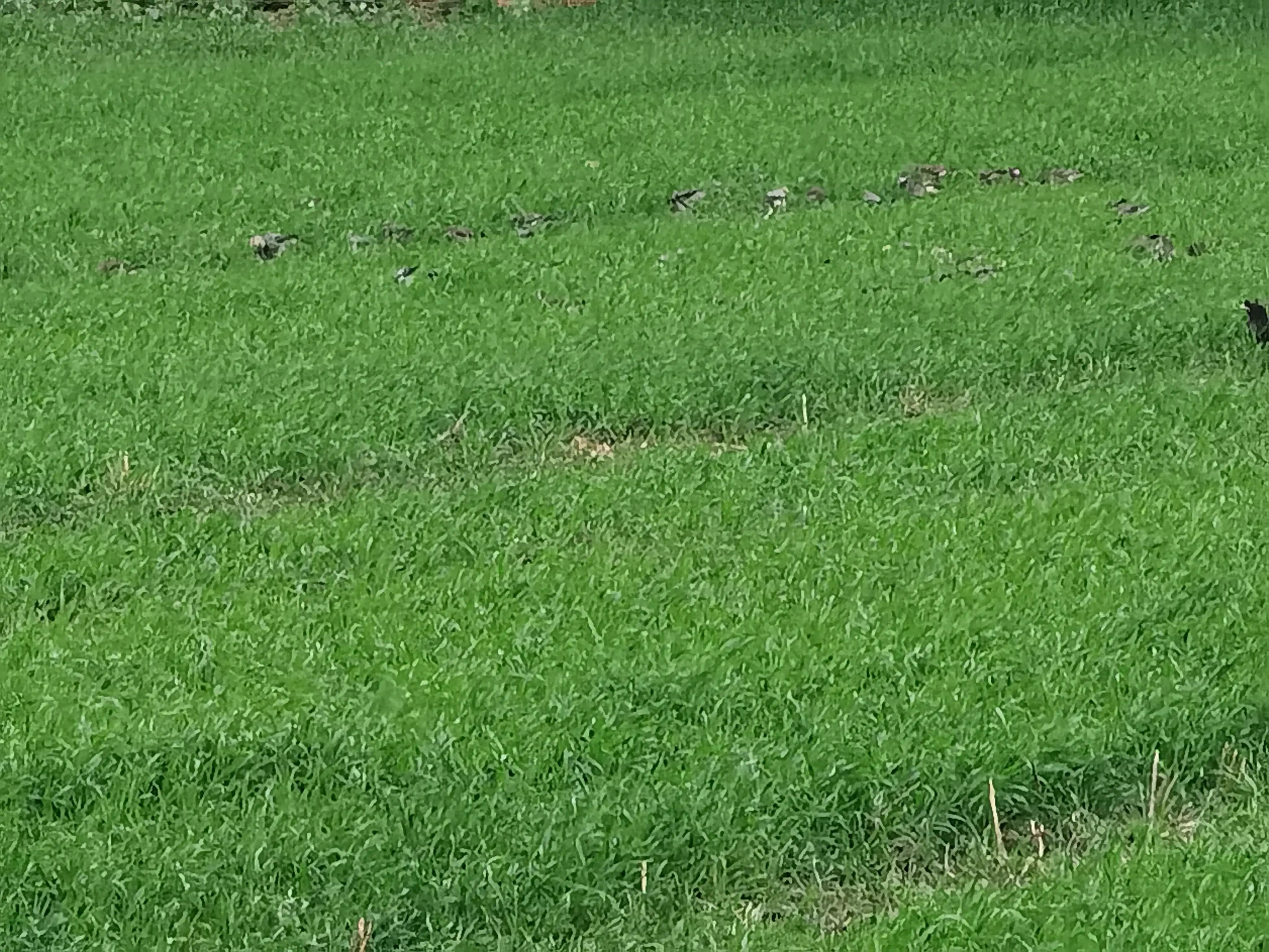 小说：中年农民陈姊妹