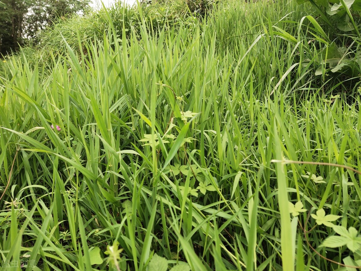 离离原上草一岁一枯荣的翻译,离离原上草一岁一枯荣诗句的意思