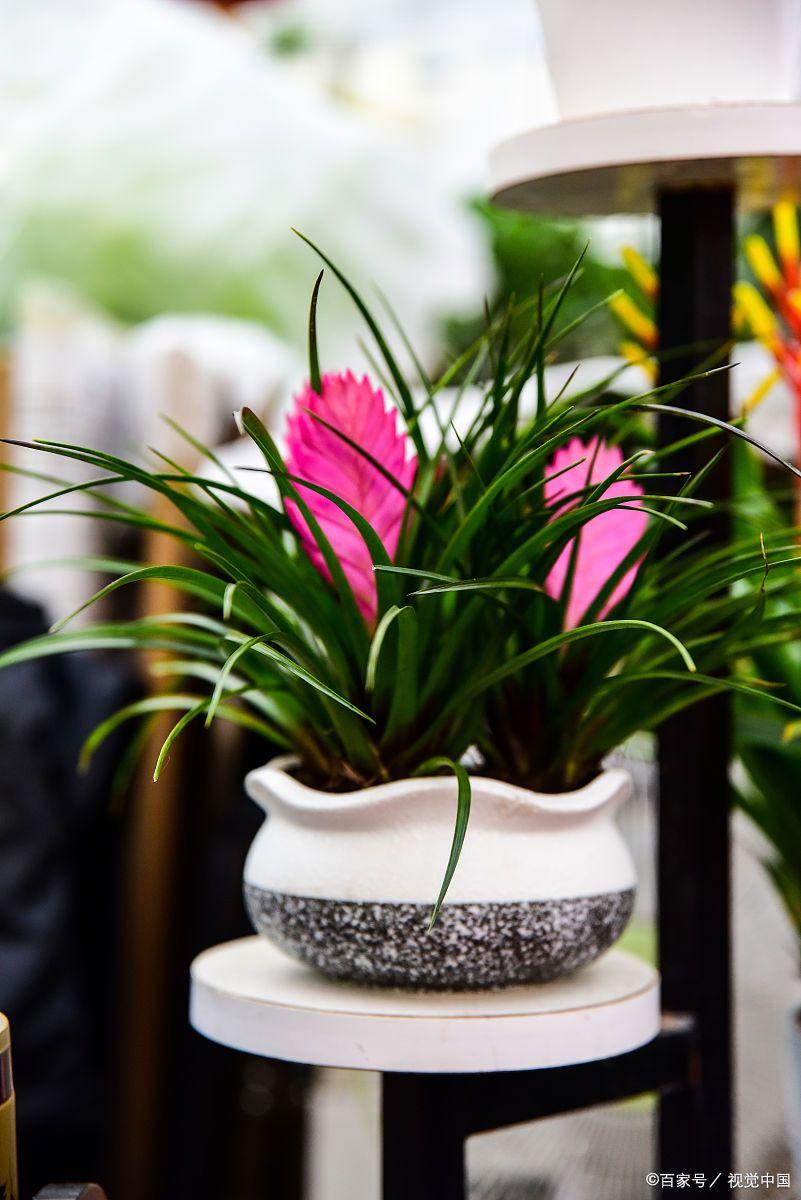 又好看又好养有特殊寓意的花,什么花寓意踏实好看又好养