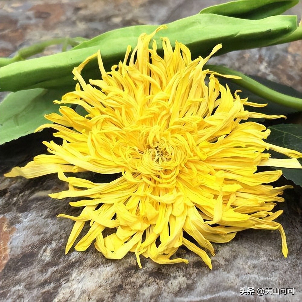 伏天适合喝哪种菊花,夏季喝干菊花冬天喝什么