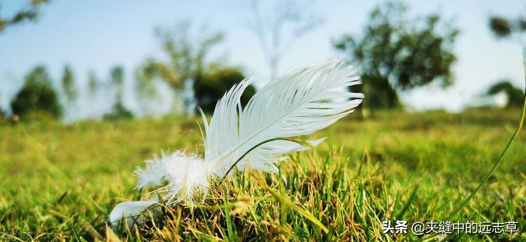 散结能手一味药泡水喝散各种结节,一个方子缓解结节息肉