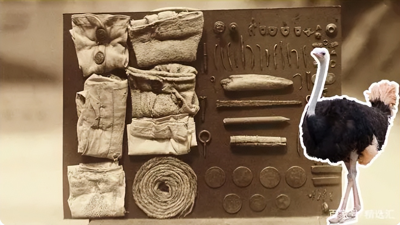 文胸、高尔夫、炮弹、珍珠、*物文**，盘点这些从动物肚里发现的东西