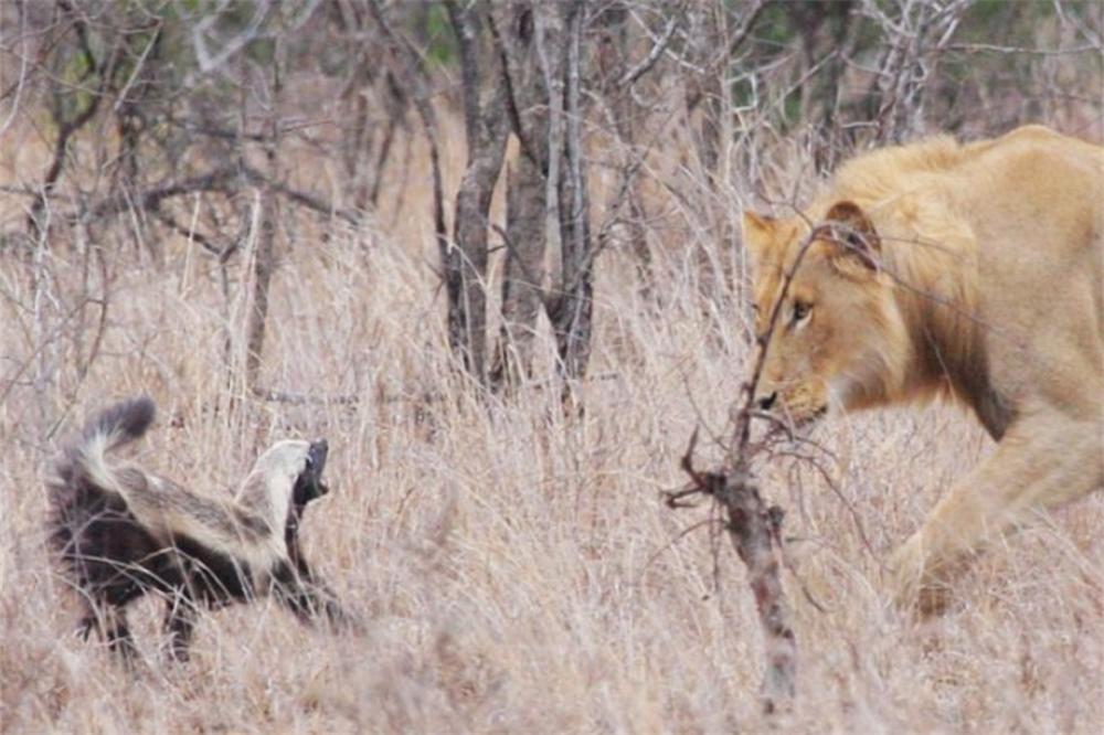 蜜獾的天敌是斑鬣狗,蜜獾为何不惧怕狮子和鬣狗