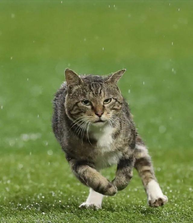 猫咪突然发疯似的乱窜乱跳,猫咪突然疯了一样然后停住了