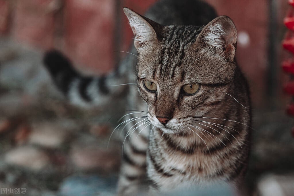 母猫绝育后尿道口有脓,母猫绝育后伤口发炎