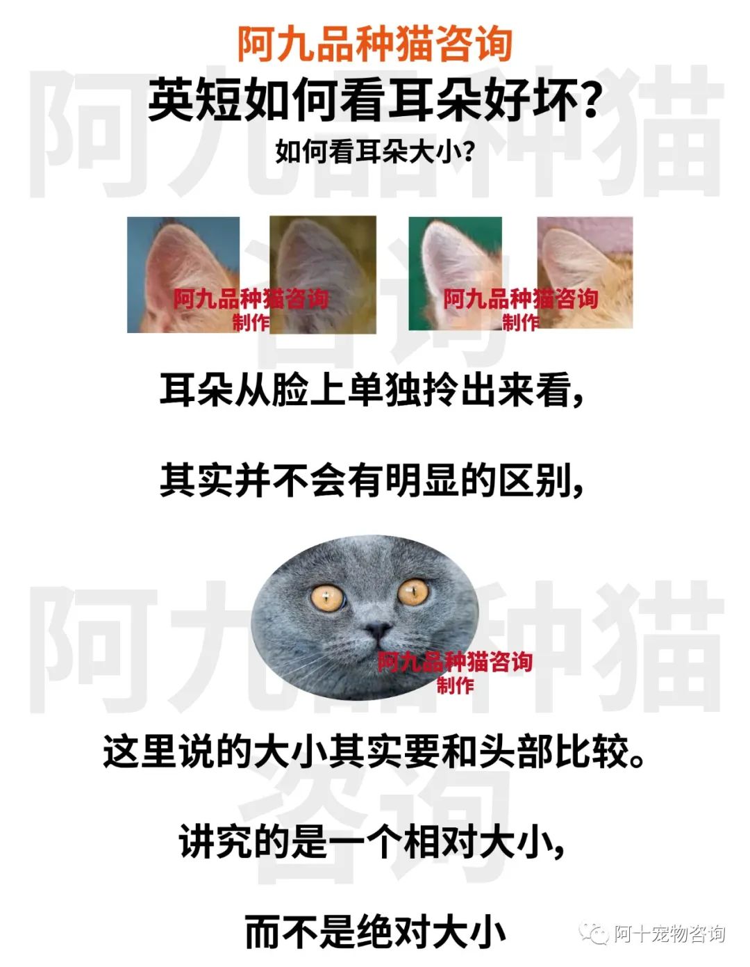 英国短毛猫蓝金渐层特征,英国短毛猫金渐层十一色