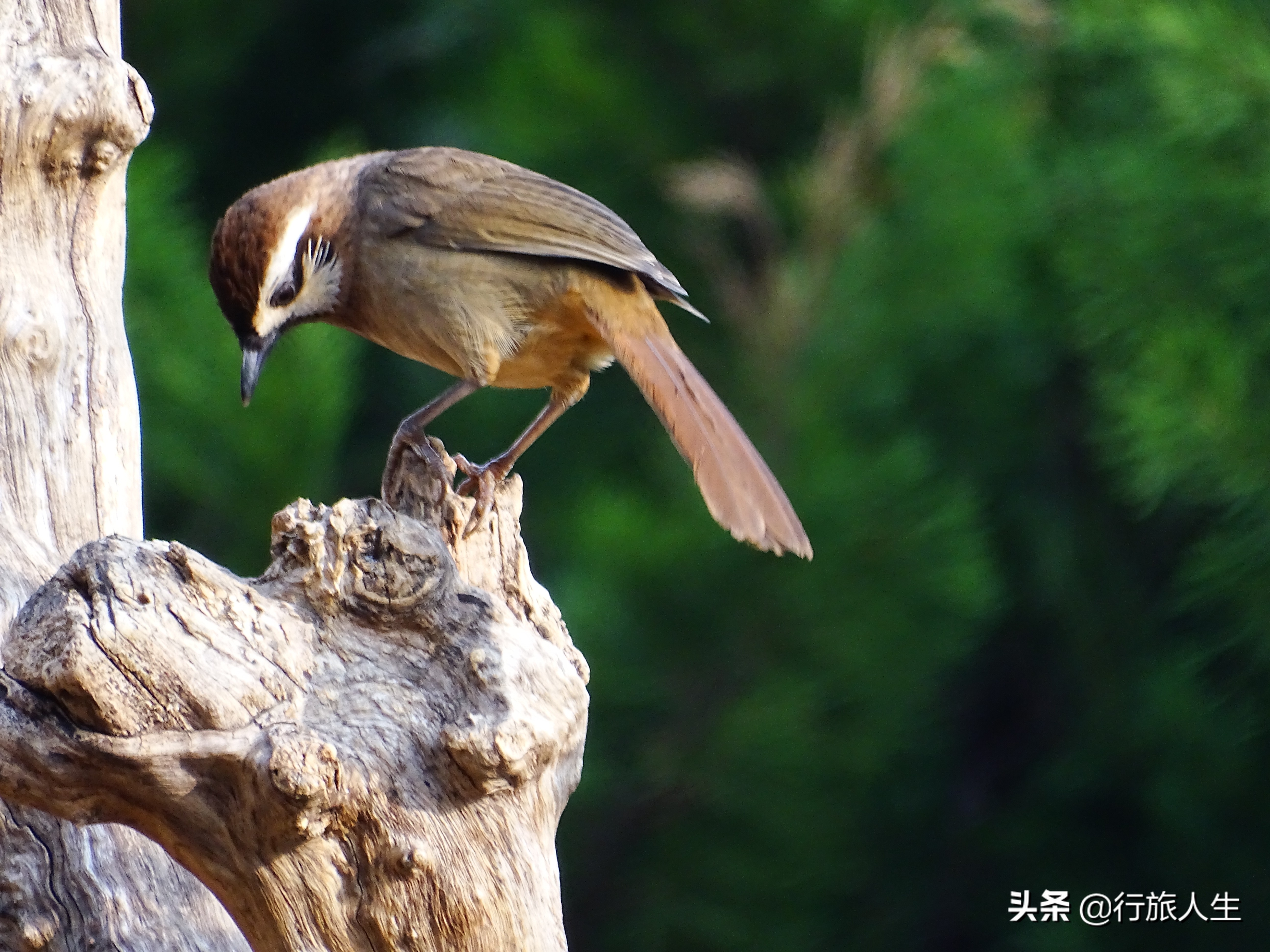 冬日的鸟儿文案,冬日鸟儿在树上图片