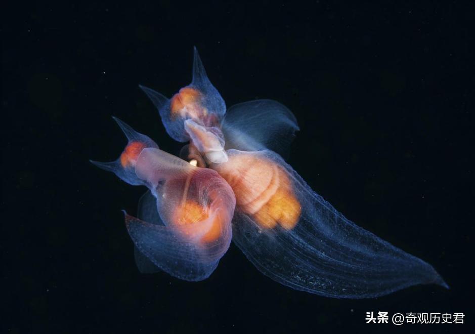 雄性动物进化器官,雄性生物生殖进化