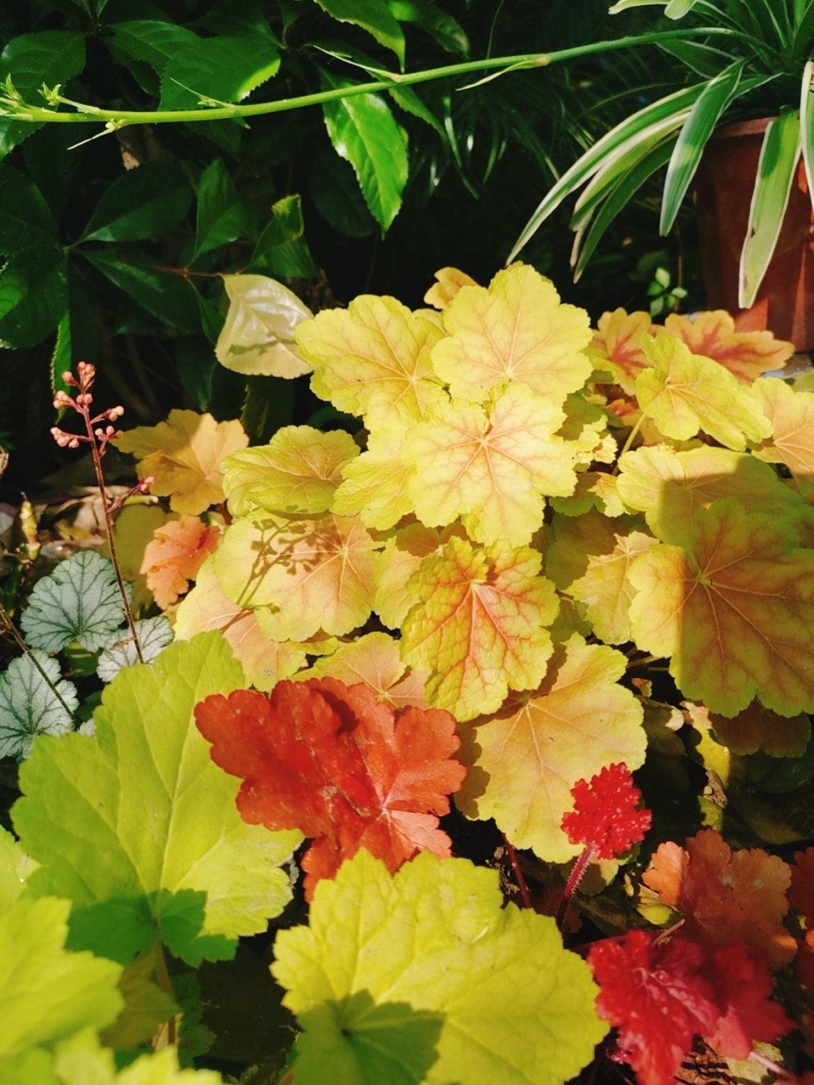 一楼小庭院改造效果图,花费6000元改造180平的农家小院