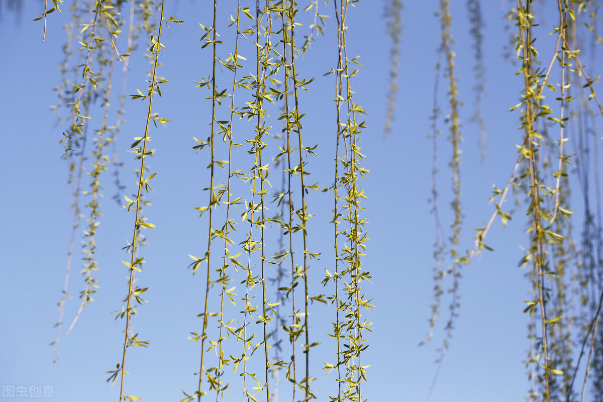 古诗词中柳代表什么,古诗词中有柳的诗句