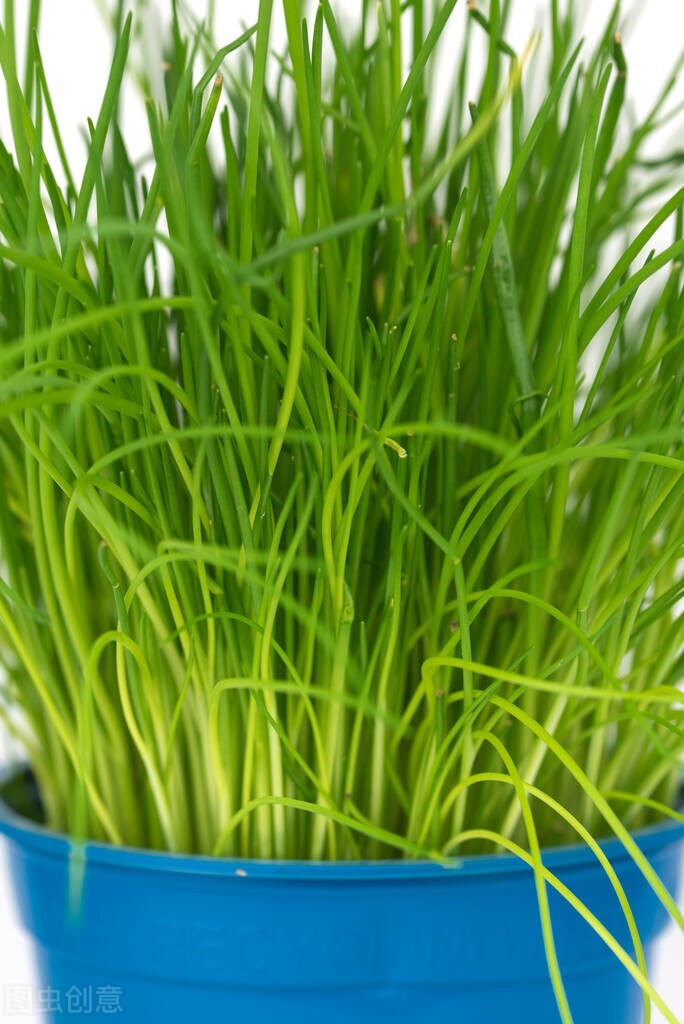 割韭菜赚钱可行吗,批量割韭菜赚钱