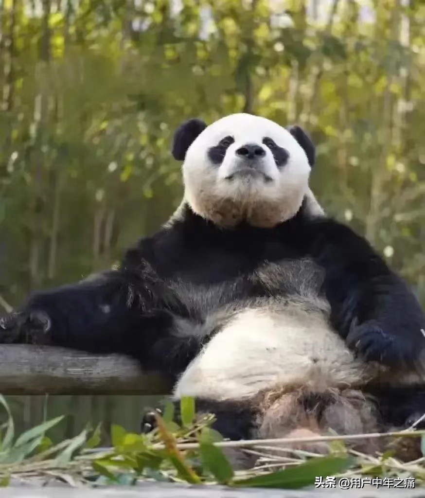 乐宝很个乐天派，实力超强，相当厉害！主打就是一个man到爆！