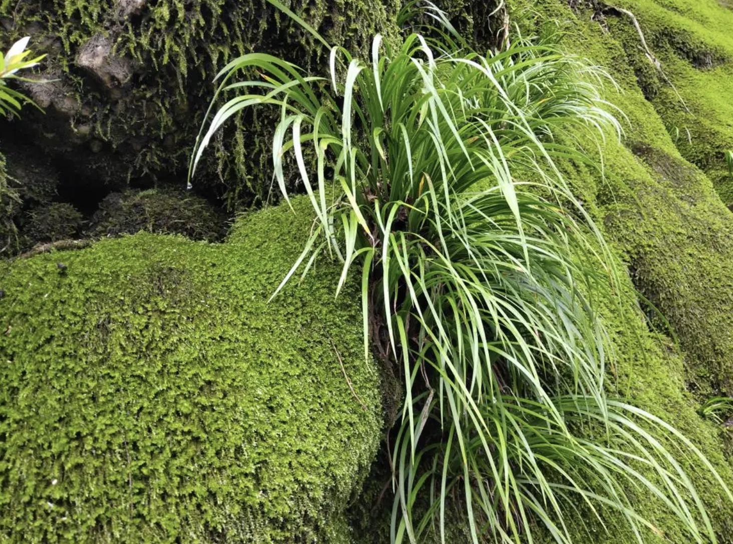 生长在河边石缝中的石菖蒲,溪边的石头有哪些