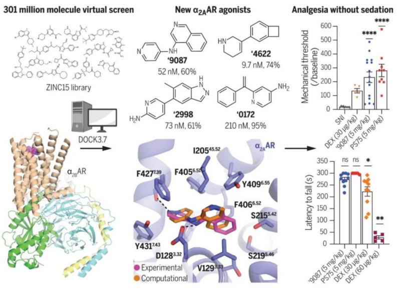 肾上腺素能受体激动剂专家共识,肾上腺素受体激动剂和拮抗剂