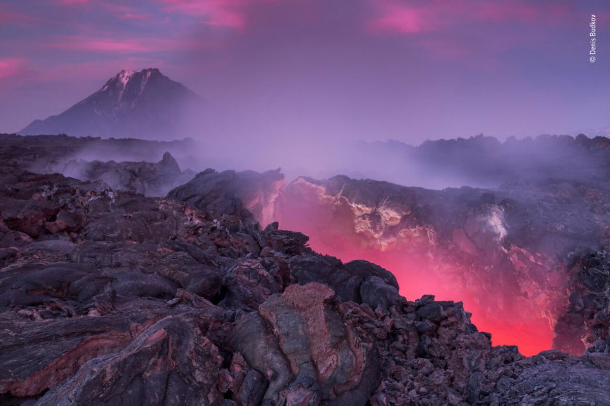 2019年最佳野生动物照片,2022年搞笑野生动物摄影作品