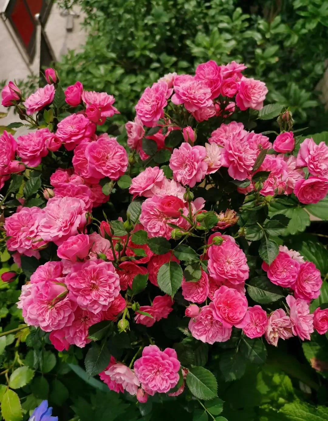 恋人印记,恋人烙印