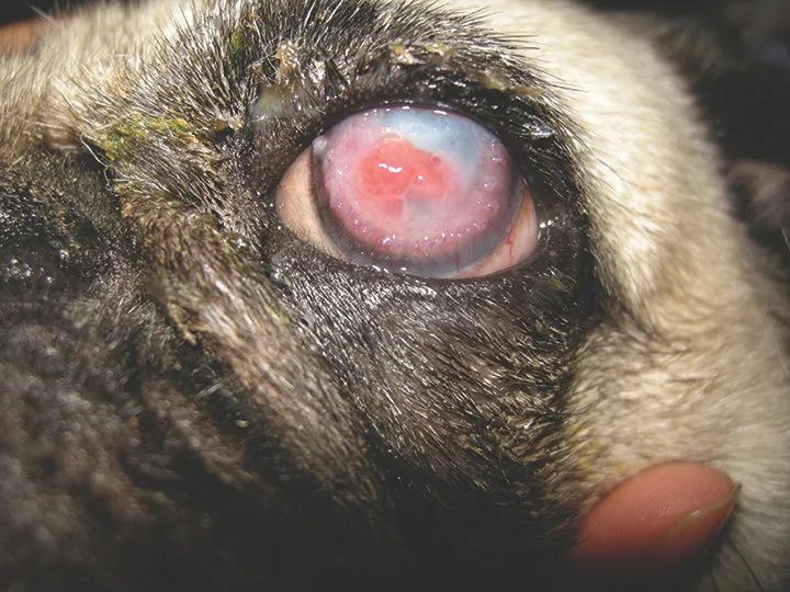 犬角膜溃疡能用激素吗,眼角膜溃疡怎么治