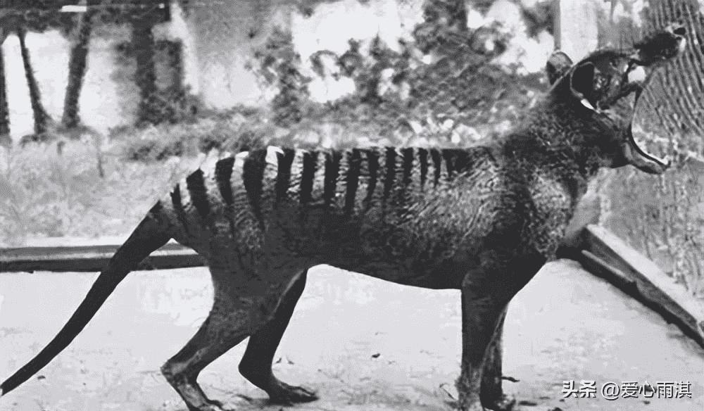 日军日记:*安妇慰**不服从管教,我很愤怒,用*刀刺**插入她的*体下**