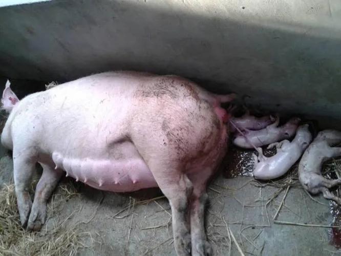 氨基糖的药品养猪使用,养猪必备三种药