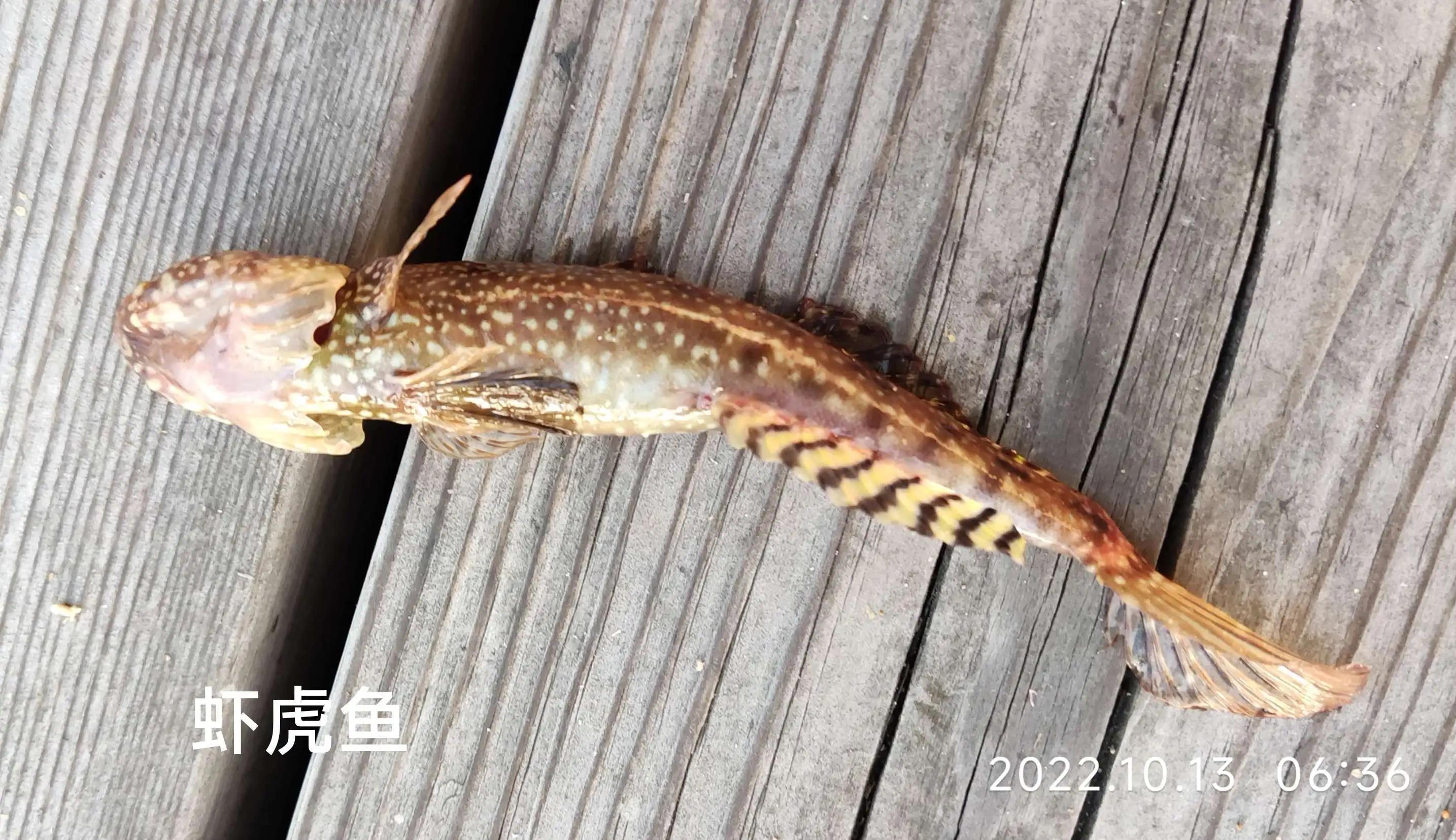 20种常见海鱼,十大常见野生海鱼