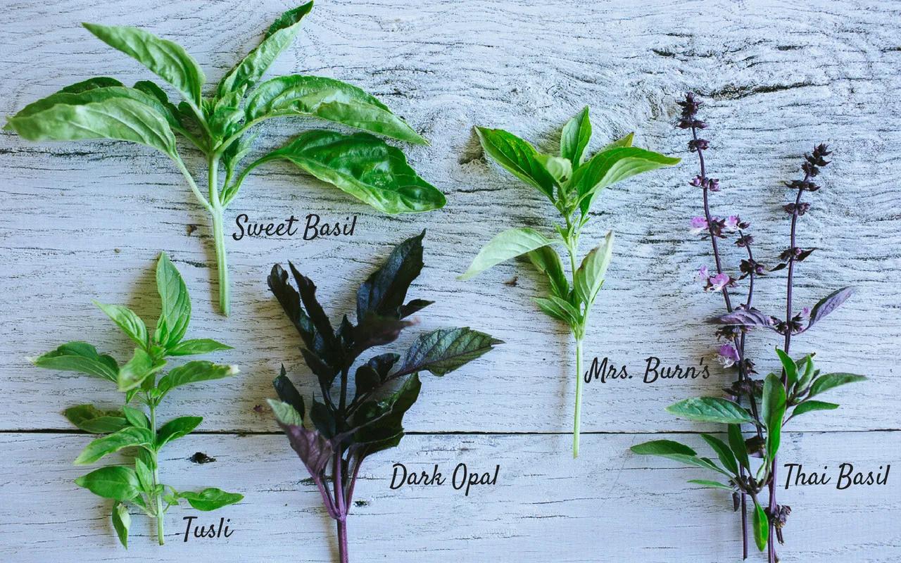 意大利菜为什么不如法国菜出名,意大利男足能否出现在2026世界杯