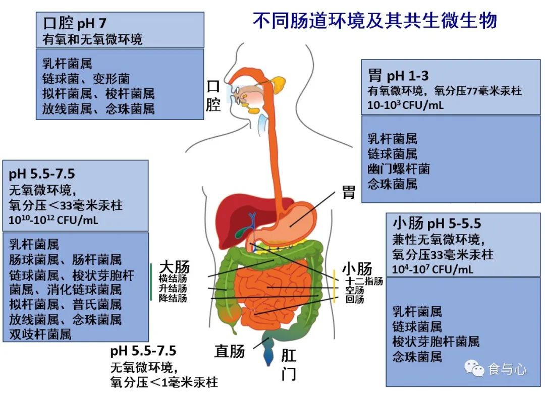 喝酸奶会加重湿热么,喝酸奶会导致炎症加重么