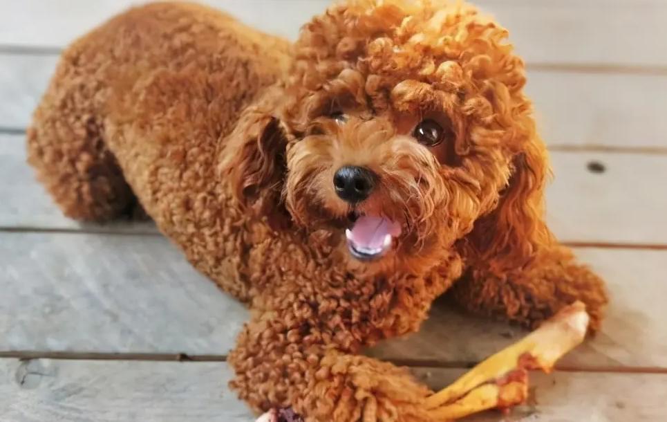 泰迪防止细小的方法,泰迪注意什么不容易生病