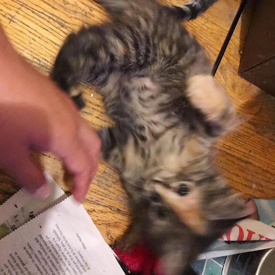 玳瑁阴阳脸猫,阴阳脸玳瑁小猫