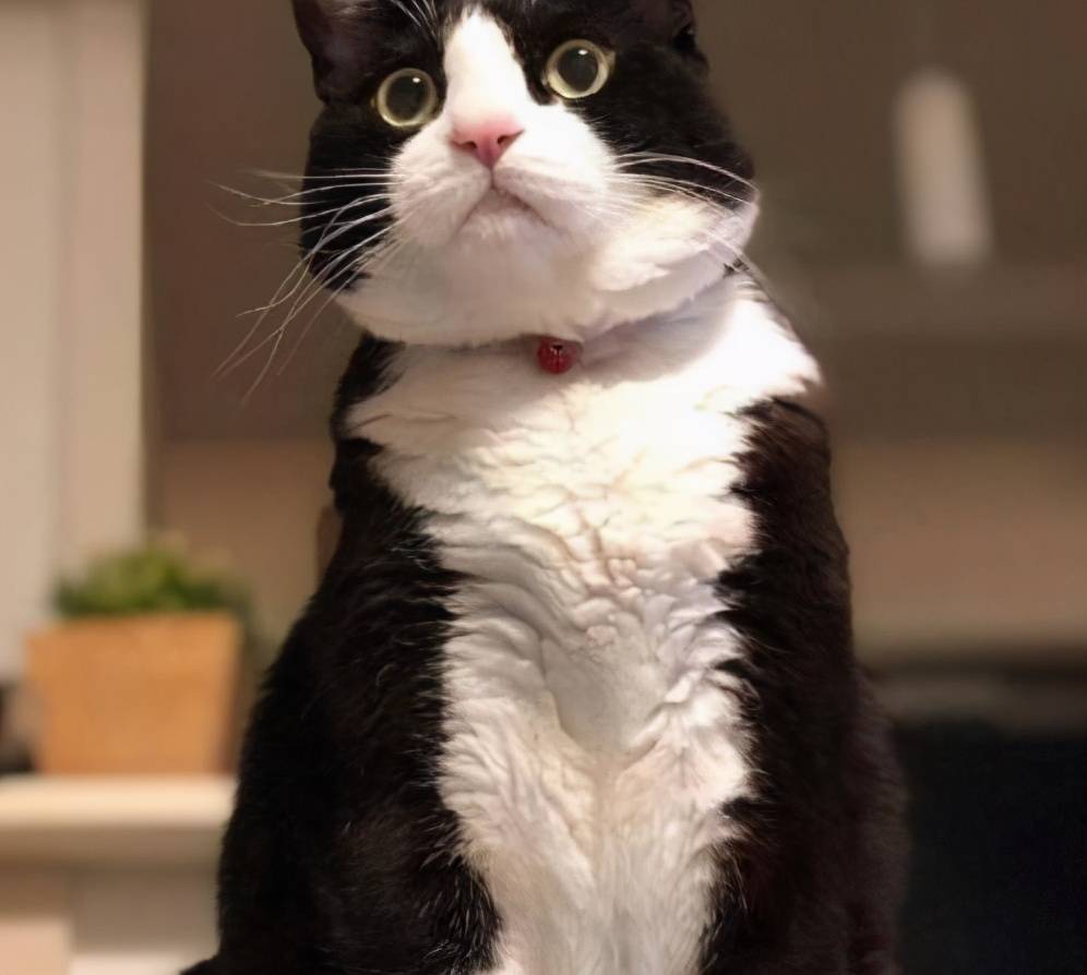 7种“长命猫”，富贵又吉利，赶紧养一只