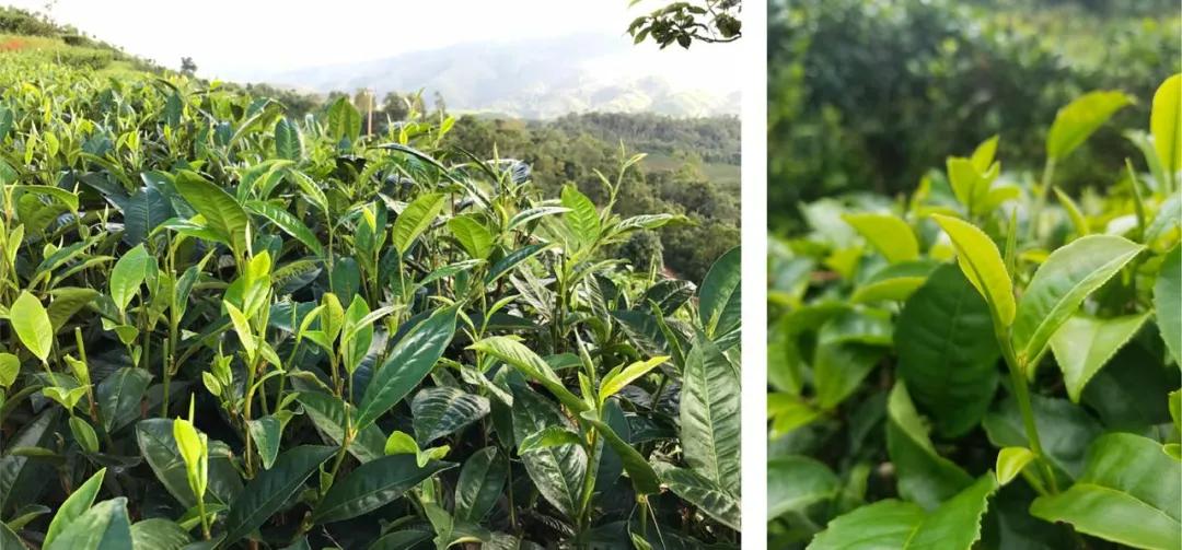 正谷有机滇红,正谷滇红