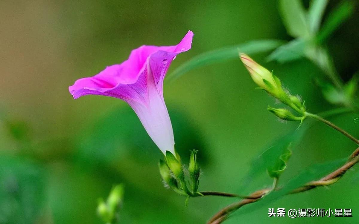 小小牵牛花鲜艳夺目,小小牵牛花教学