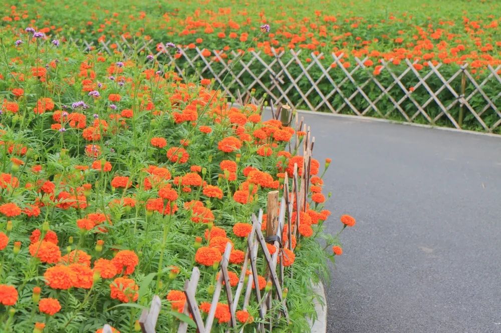 广州哪里有花海的景区,广州南沙区有哪些花海