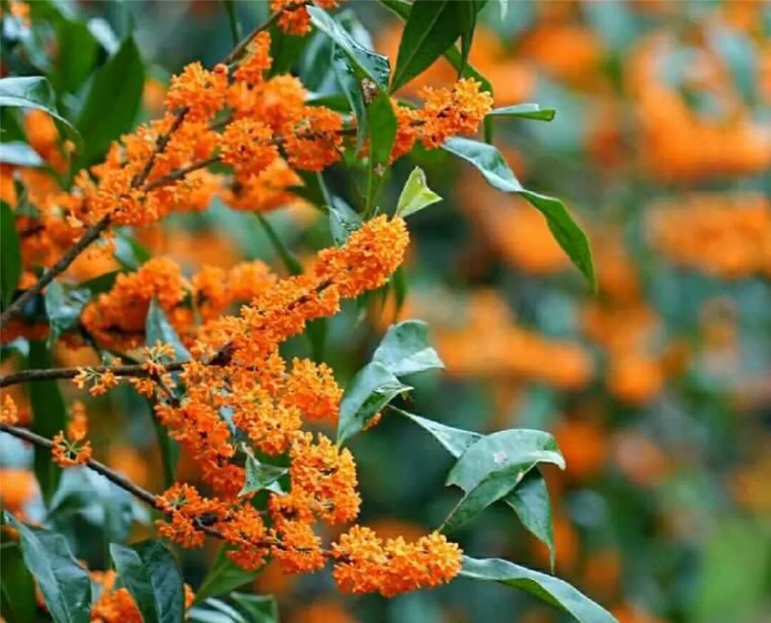 桂花九龙桂特征,桂花哪个品种做桂花茶