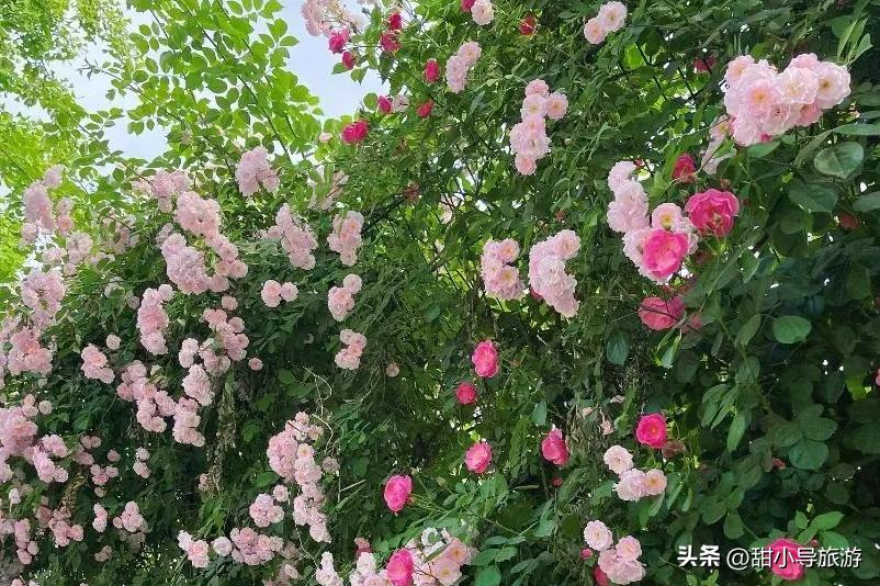 最美人间四月天,十堰蔷薇花盛开