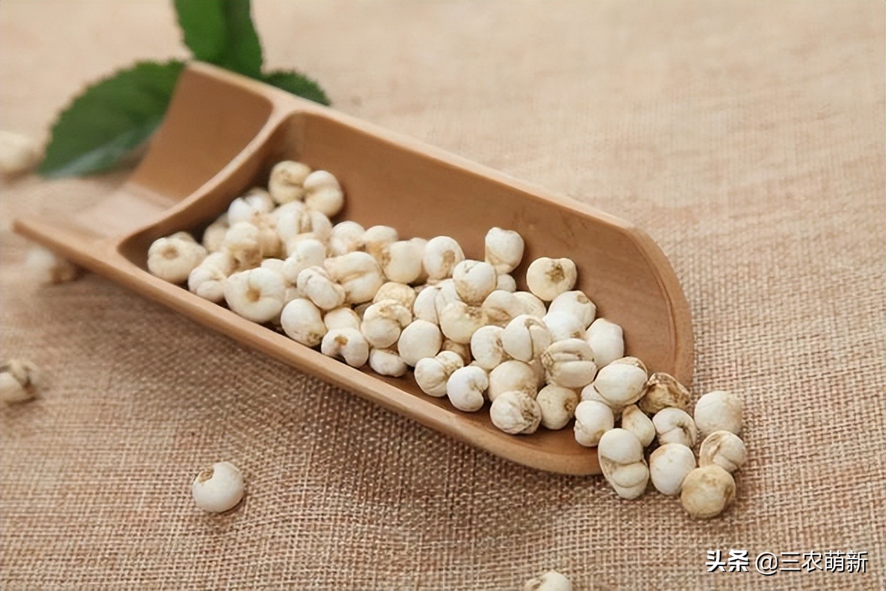 川贝母哪里产的最好多少钱一斤,林区里采挖川贝母