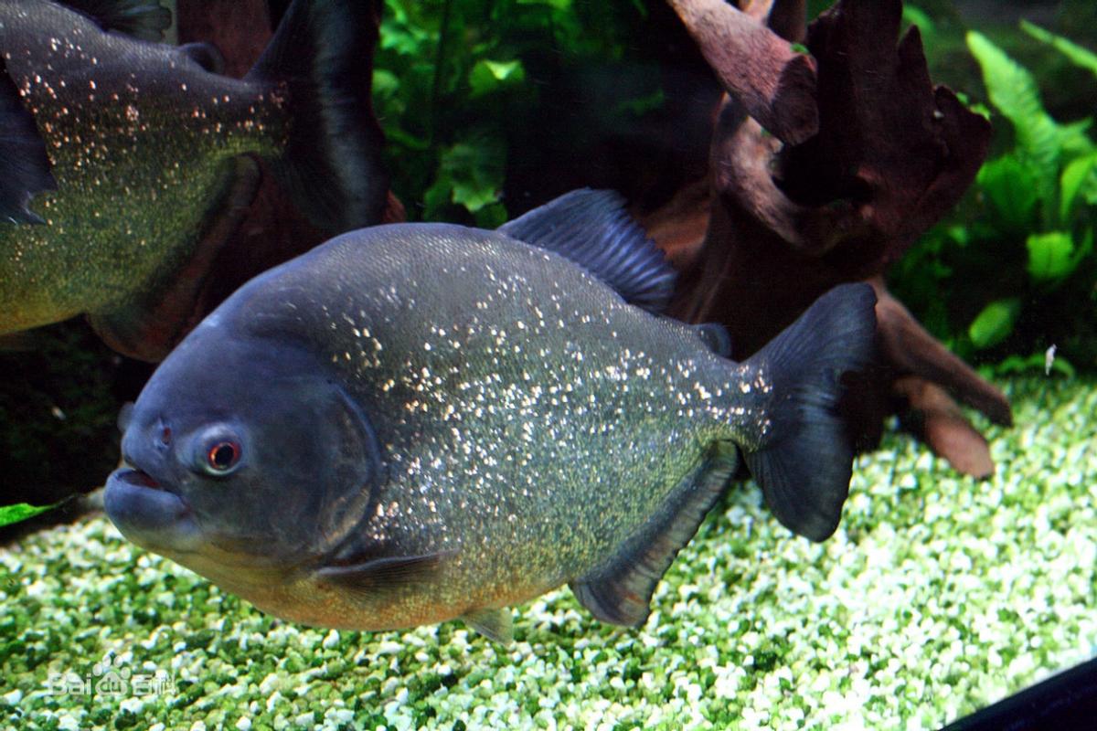 淡水白鲳鱼多少钱一斤2020,白鲳鱼多少钱一条