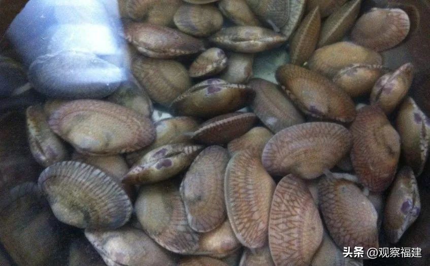 诏安秋天吃什么海鲜,福建各种海鲜图片大全