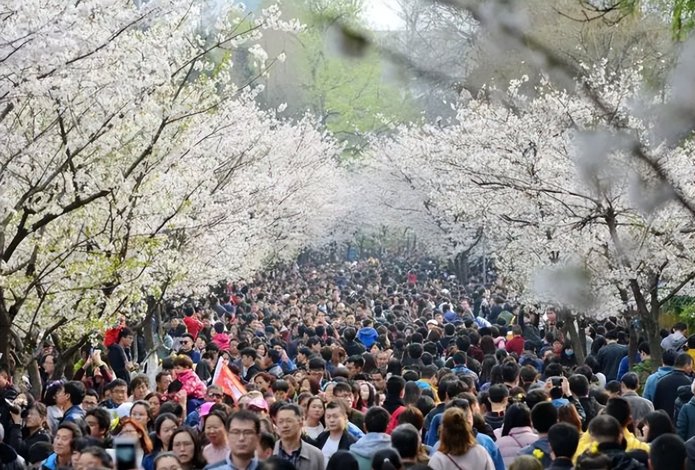 大量欧美人涌入中国旅游,法国人看中国白酒