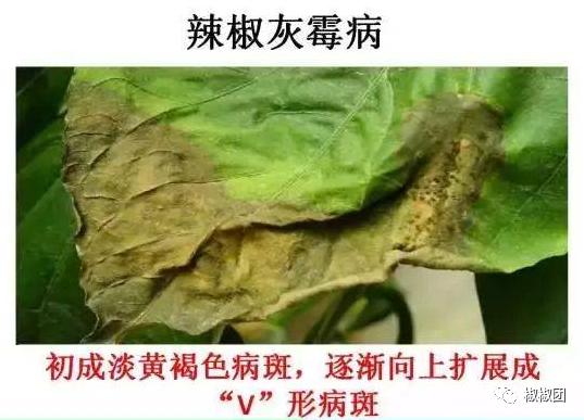 辣椒灰霉病农业防治措施有哪些,辣椒的叶霉病怎样防治