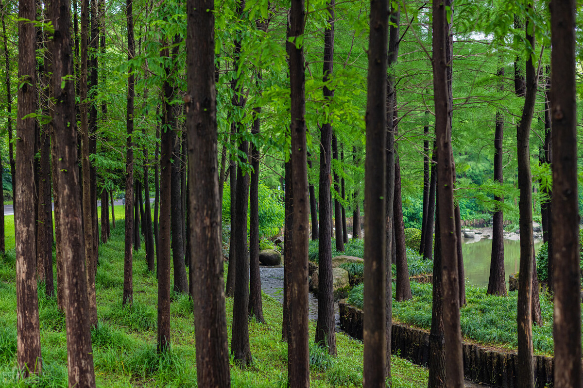 上海附近的森林秘境,上海惊现的森林秘境