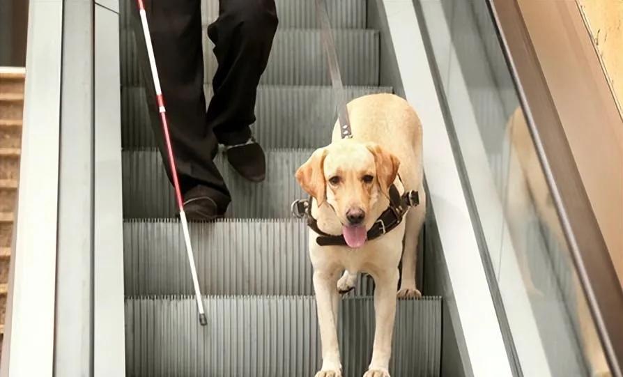 用了上百年的导盲犬，被网友们喷成了一场*局骗**，且不如电子盲杖？