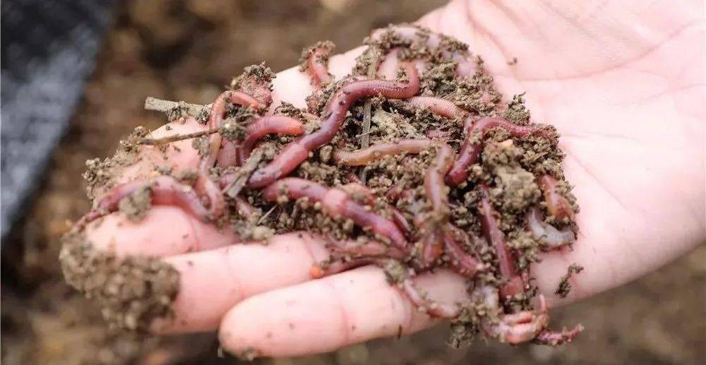 野生蚯蚓利益链从未终断？广东再现电蚯蚓，暴利下隐藏着什么危机